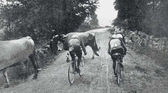 Cows make cyclists stop at Tour de France 1910